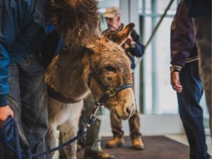 Blaster the CSM mascot burro get a hug from someone whose face cannot be seen