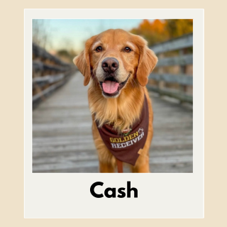 Cash the golden retriever stands on a wood boardwalk wearing a bandana