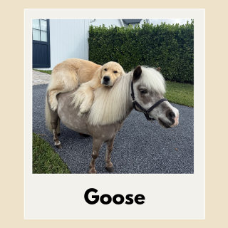 Rookie of the Year: Goose