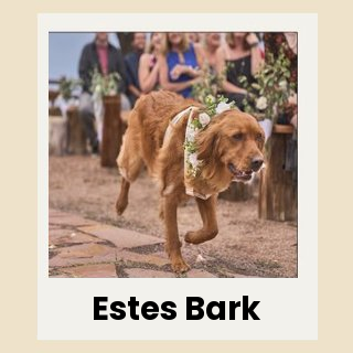 A golden retriever dog names Estes Bark walks the aisle in a wedding ceremony