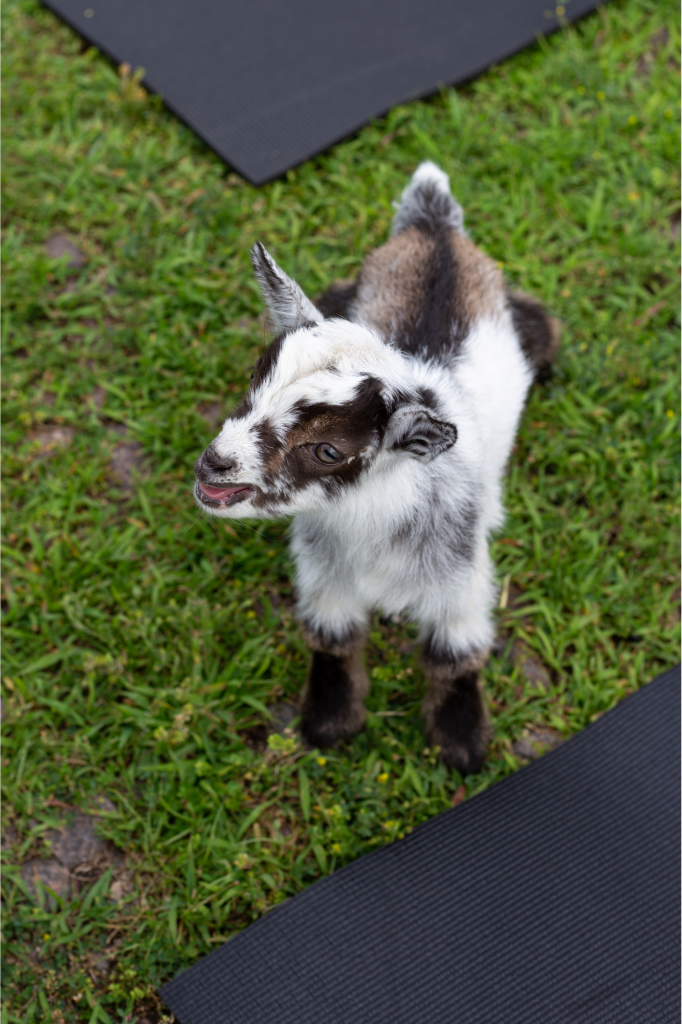 Baby Goat Yoga