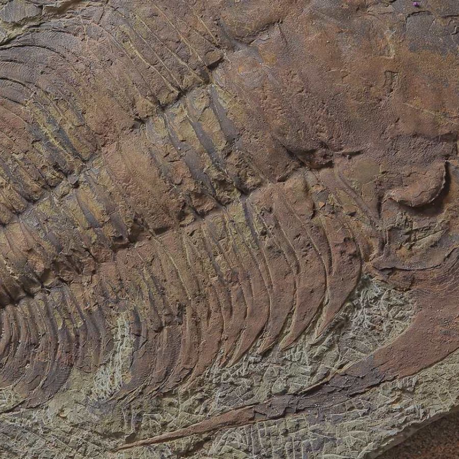 A Trilobite fossil