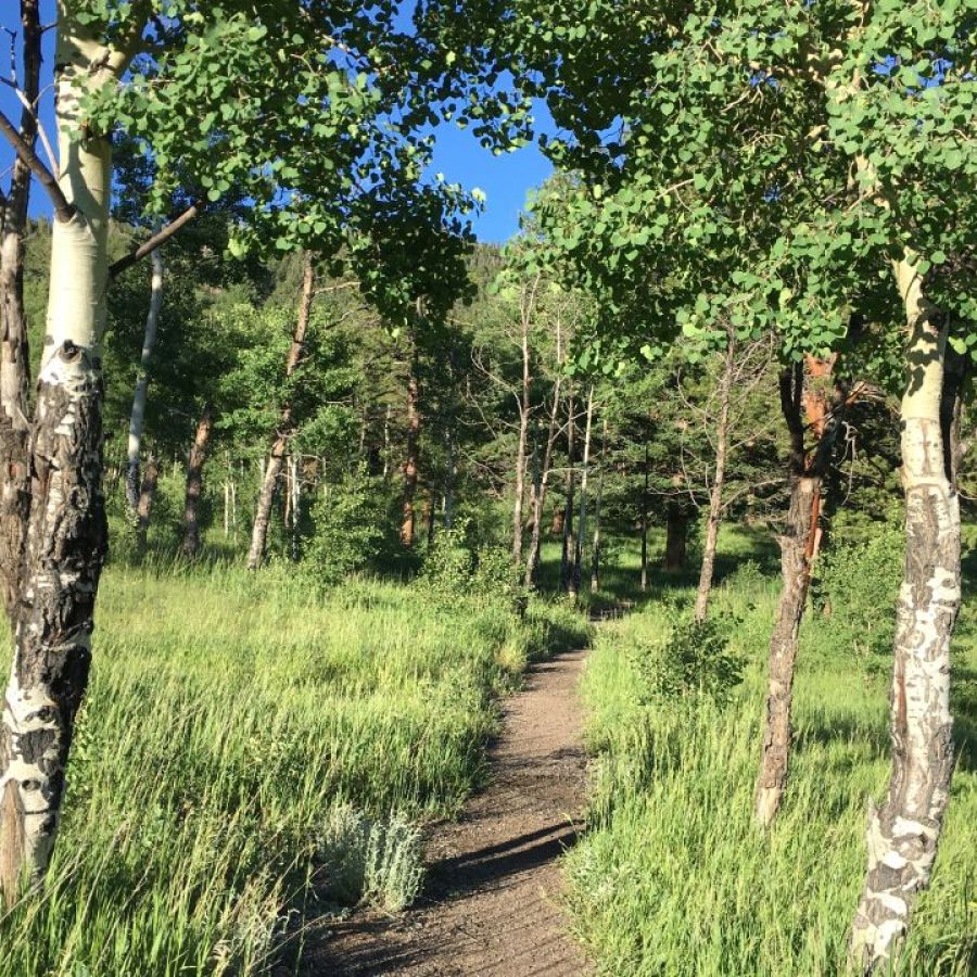 Trail in Golden Gate Canyon State Park