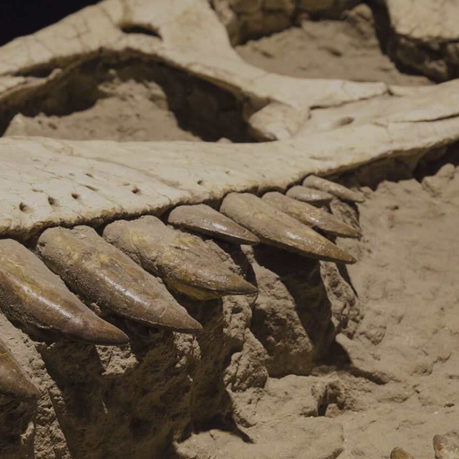 A close up of a dinosaur fossil with large sharp teeth