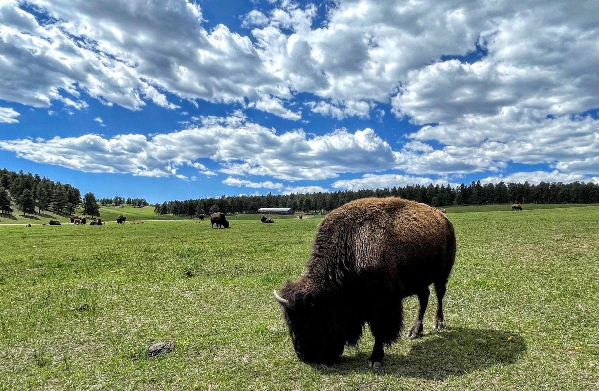Buffalo Herd